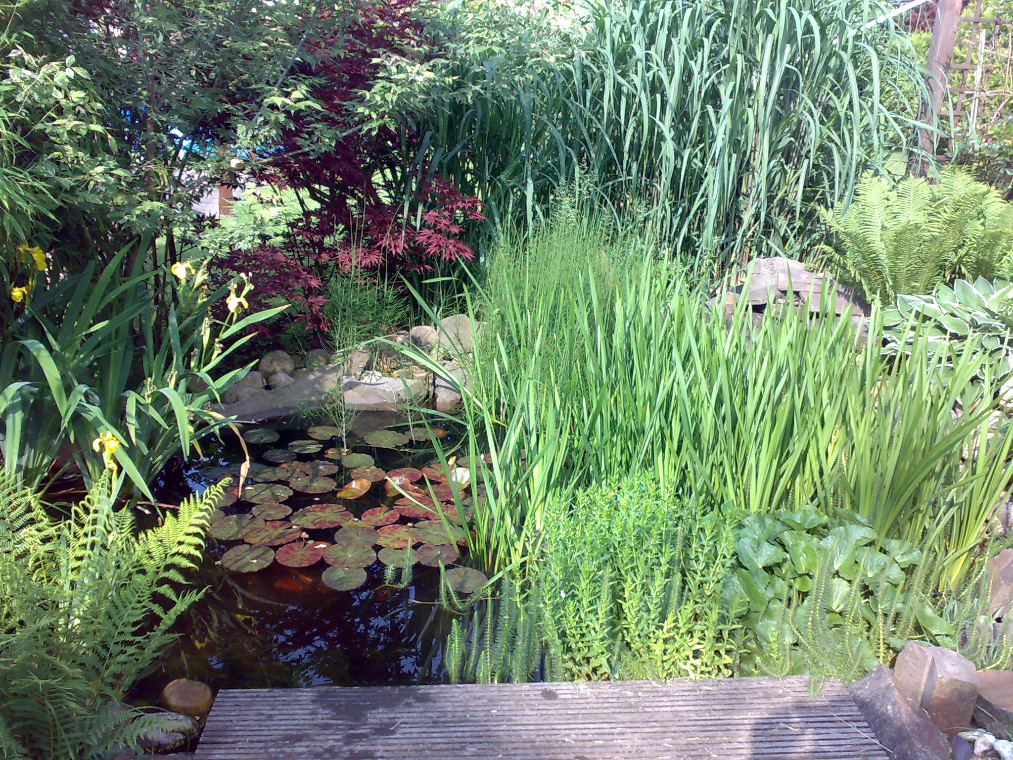 img_teich_bepflanzung